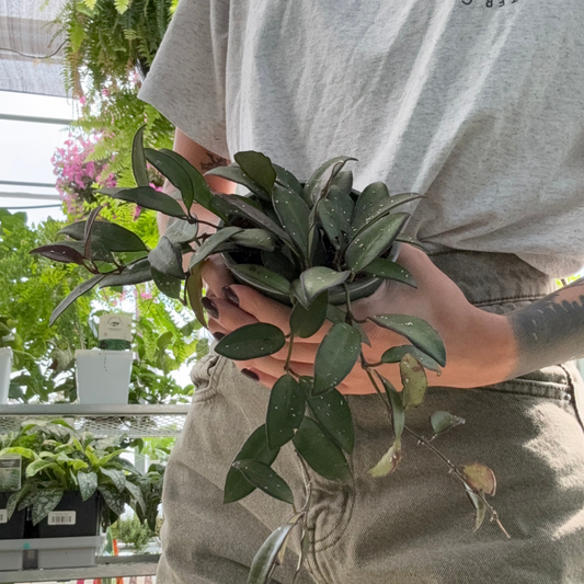 a person holding a potted Hoya Rosita houseplant in a greenhouse setting