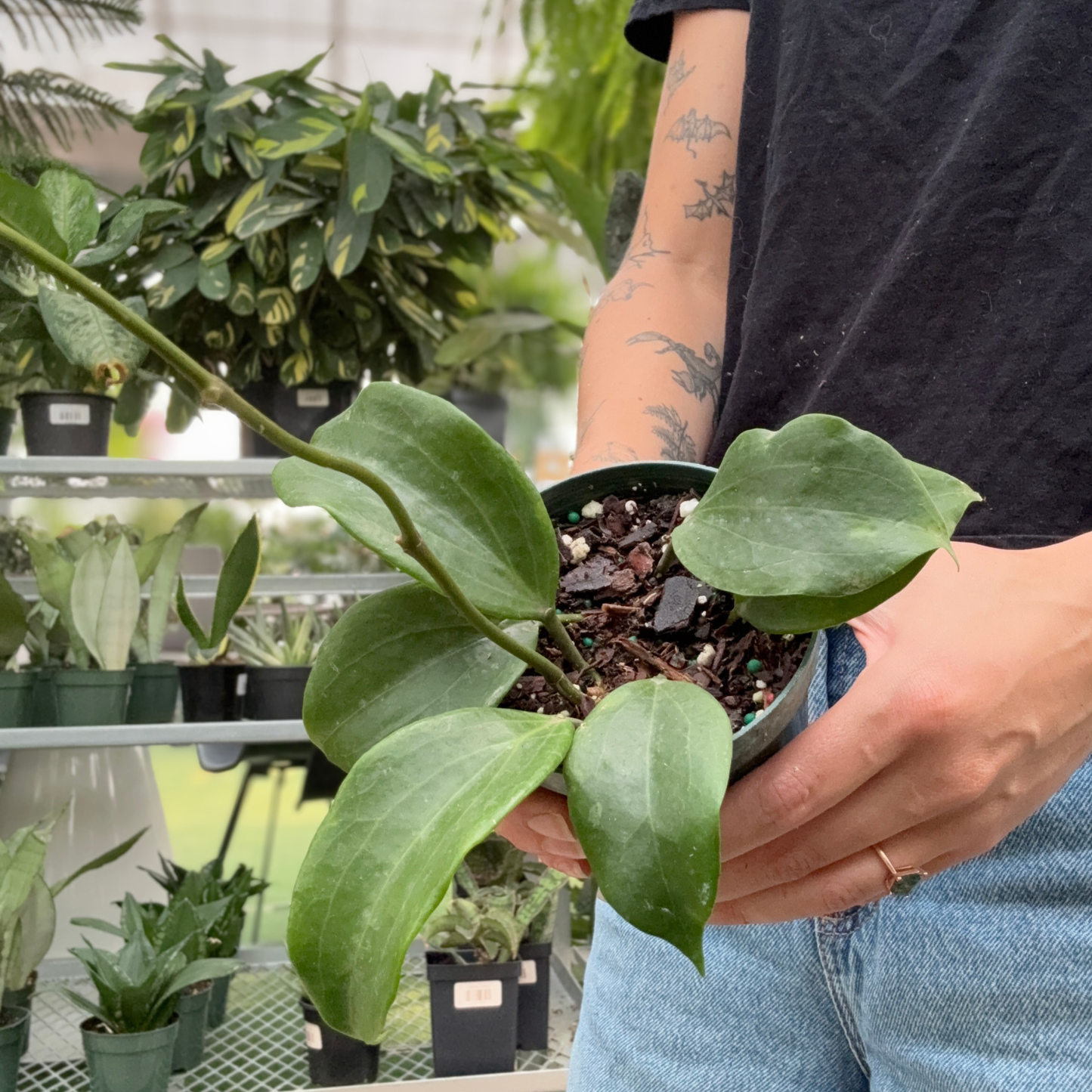 a person holding a potted green Hoya Sarawak plant in a greenhouse setting
