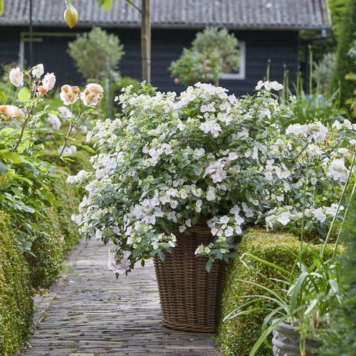 Fairytrail Bride® Cascade Hydrangea (PW)