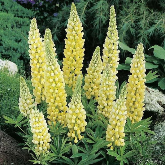 Yellow Dwarf Lupine