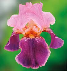 Wine and Roses Iris