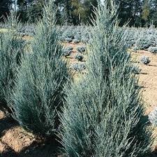 Wichita Blue Juniper
