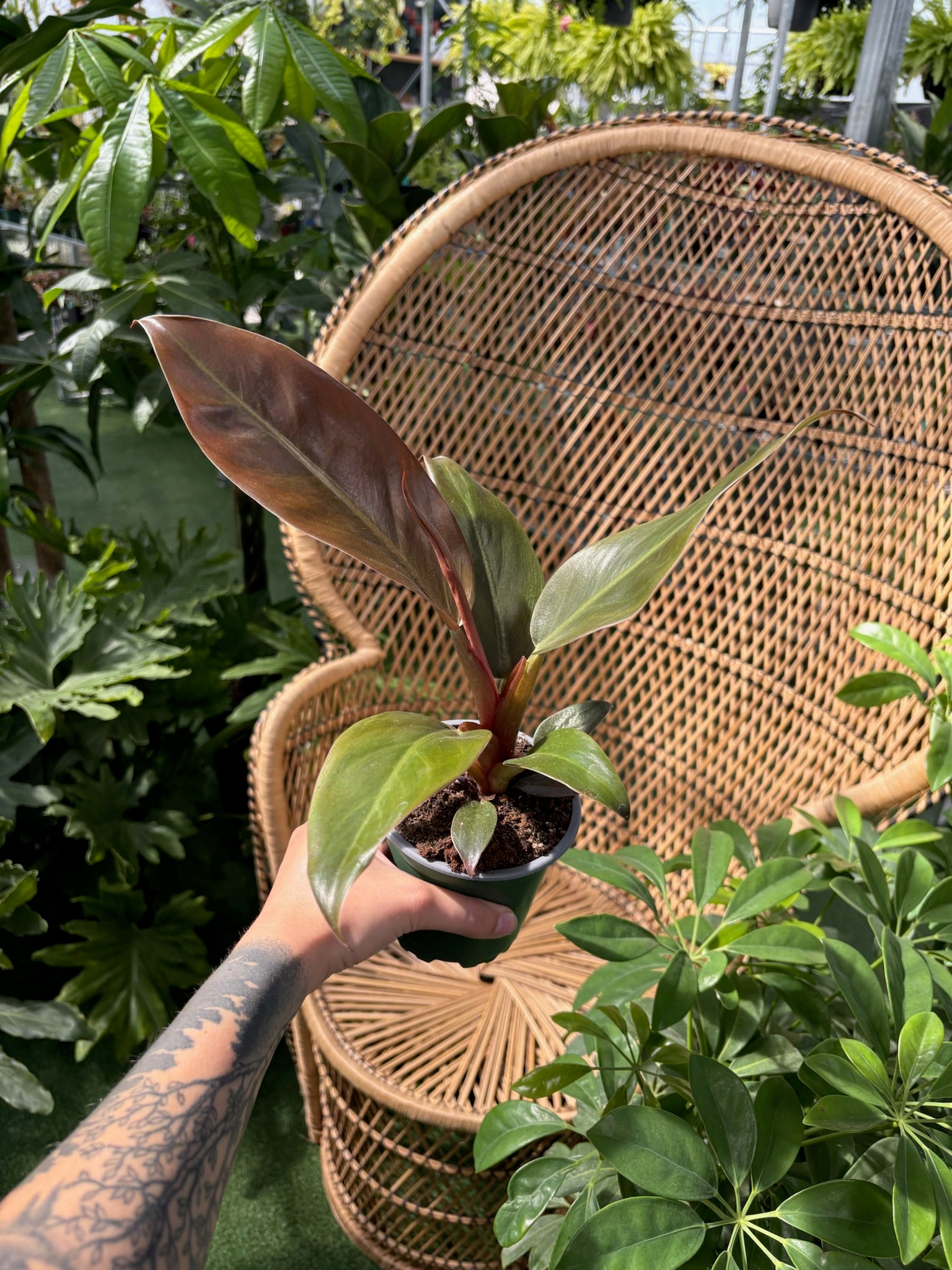 Person holding a potted plant in front of a wicker chair with greenery around