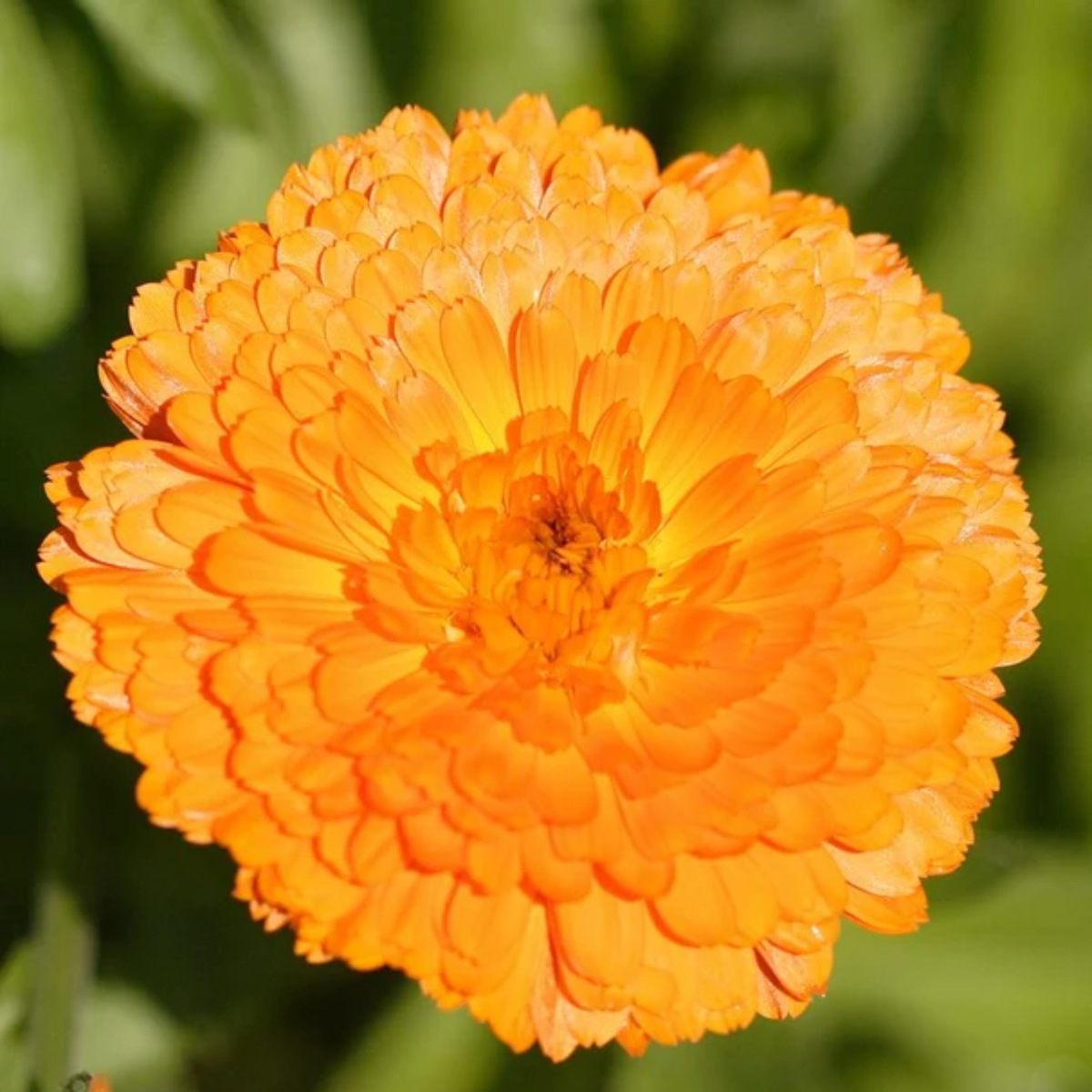 a close up of a bright orange Indian prince calendula flower with a blurred green background