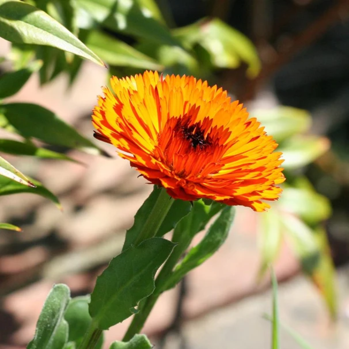 a close up of a bright orange Indian prince calendula flower with a darker middle and a blurred background