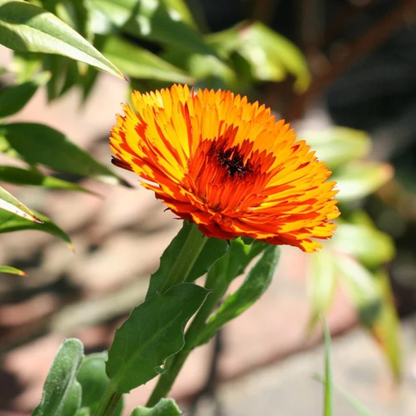 a close up of a bright orange Indian prince calendula flower with a darker middle and a blurred background