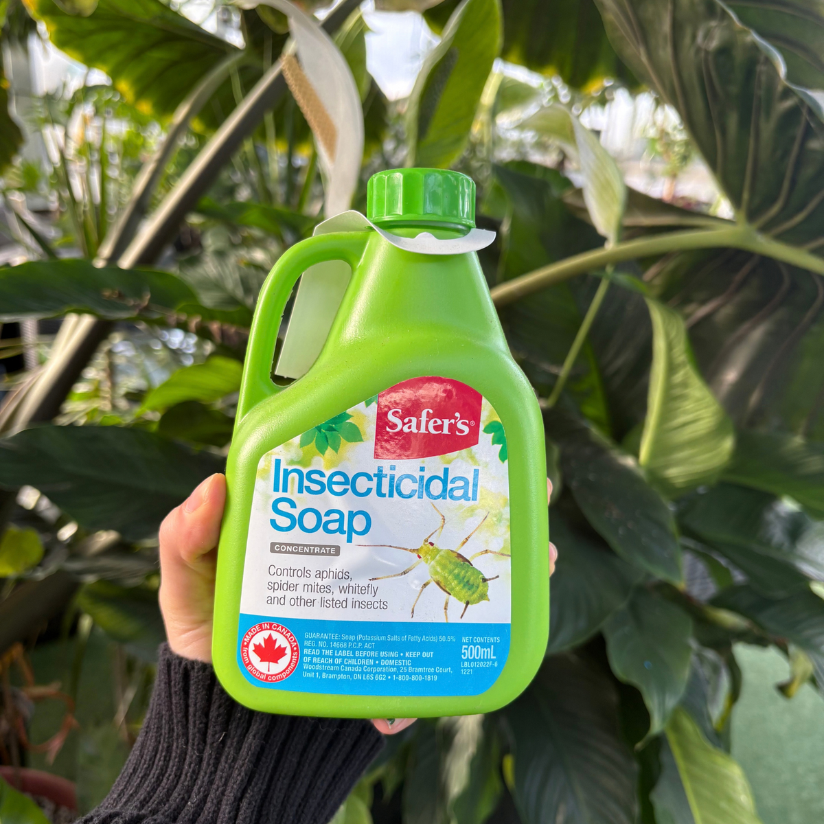 a person holding a green bottle labelled insecticidal soap with an image of a green bug on the package with many tropical plants in the background
