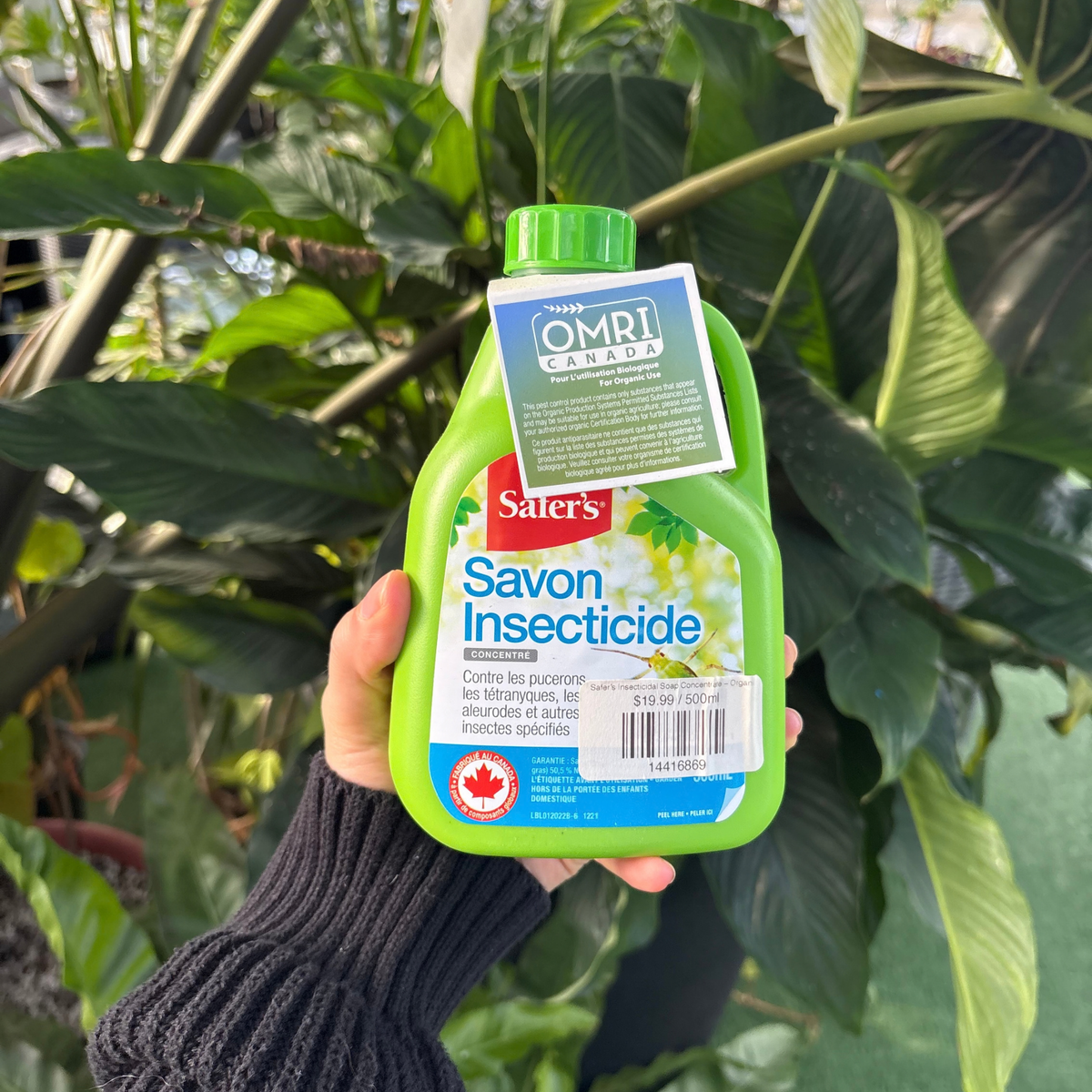 a person holding a green bottle of insecticidal soap displaying the back of the package which shows the French version of the label with many tropical plants in the background