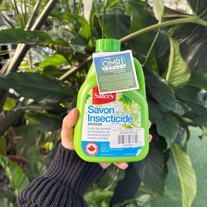 a person holding a green bottle of insecticidal soap displaying the back of the package which shows the French version of the label with many tropical plants in the background