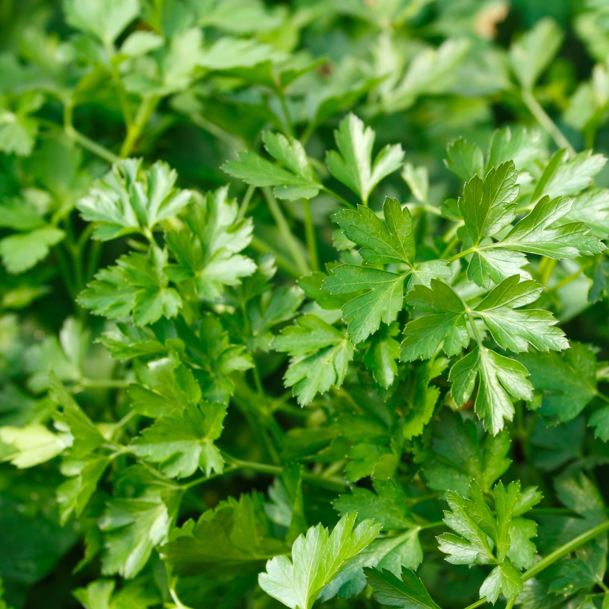 zoomed in of many vibrant green parsley leaves