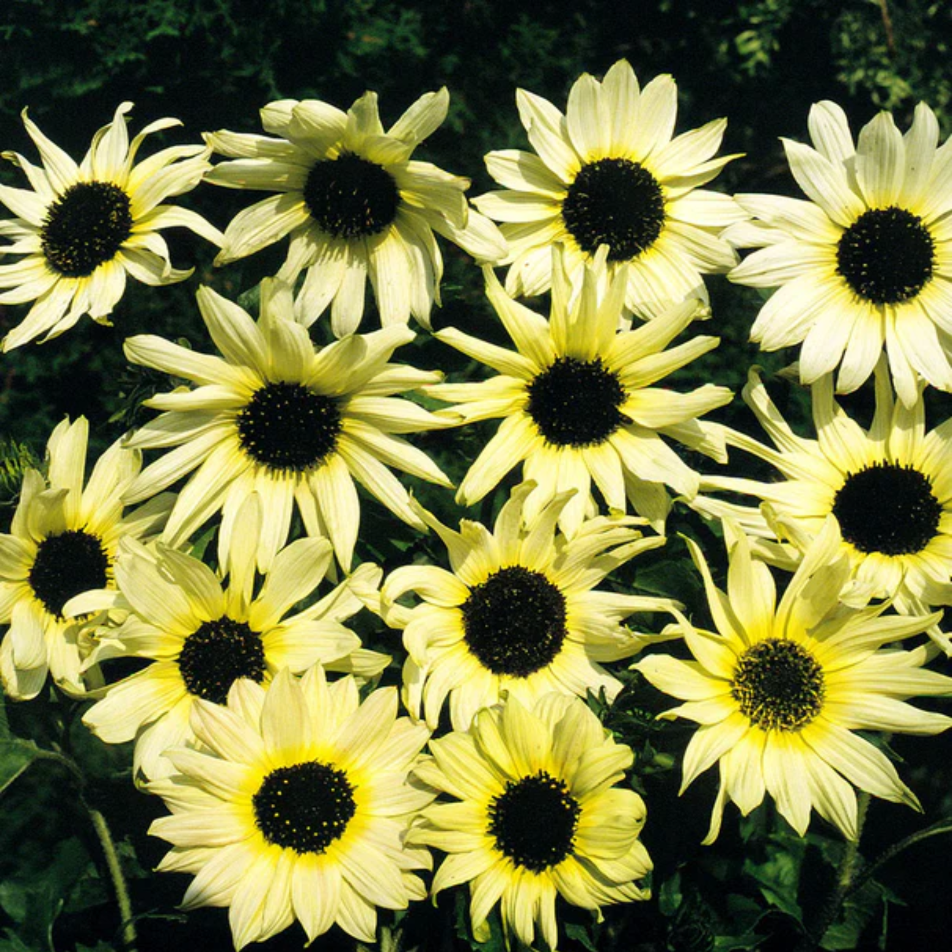 a bunch of pale yellow Italian white sunflowers with black centres