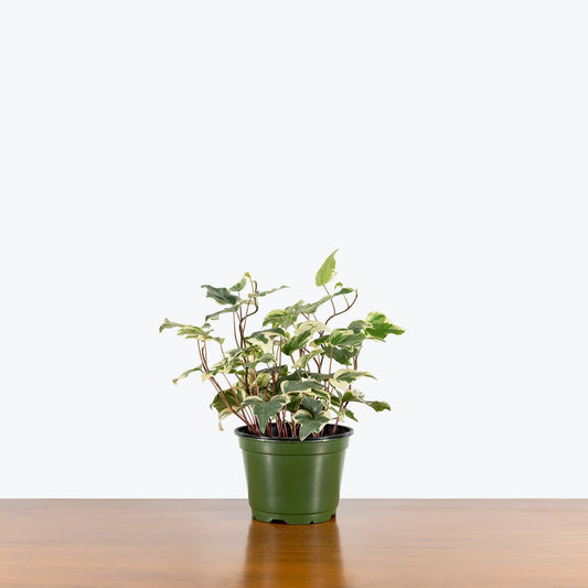 Ivy 'Marengo' (Hedera algeriensis 'Marengo')