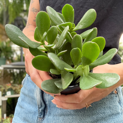A person holding a small potted green jade crassula succulent plant with thick fleshy leaves, wearing a black shirt and blue denim jeans in a greenhouse setting.