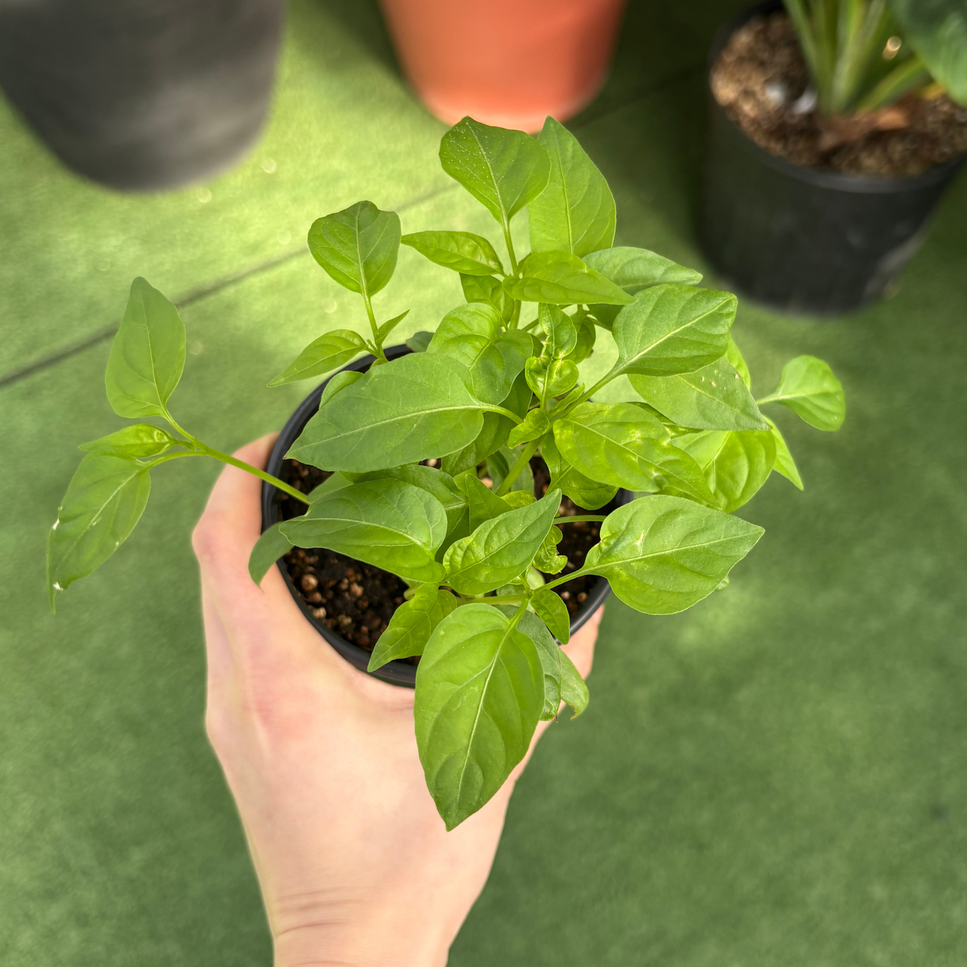 hand holding a leafy green potted jalapeño plant in a greenhouse setting