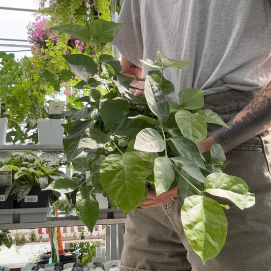 a person holding a potted jasmine plant in a greenhouse setting
