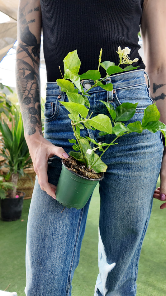 Person holding a small potted jasmine plant with a blurred background
