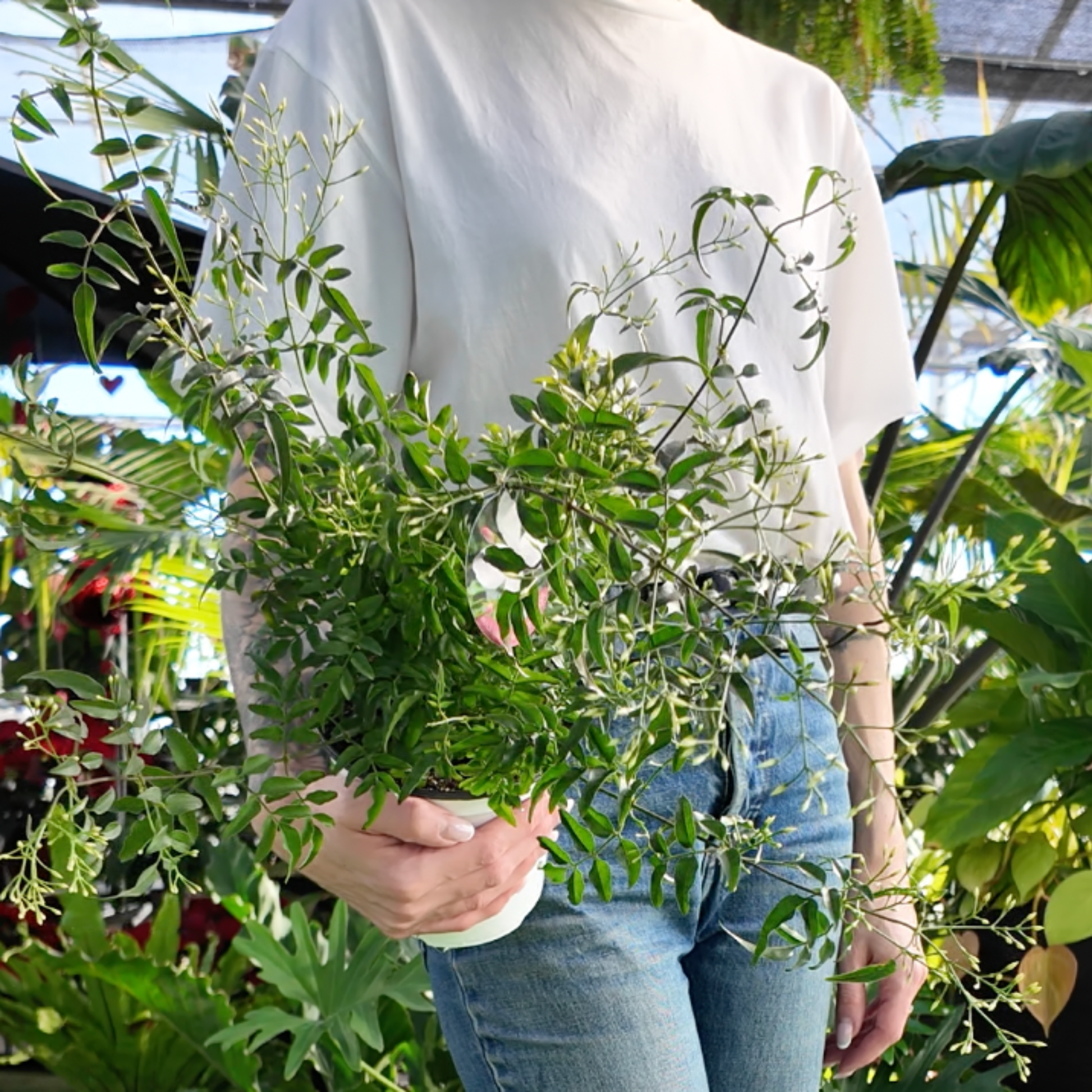 person holding a potted Pink Jasmine plant in a greenhouse setting