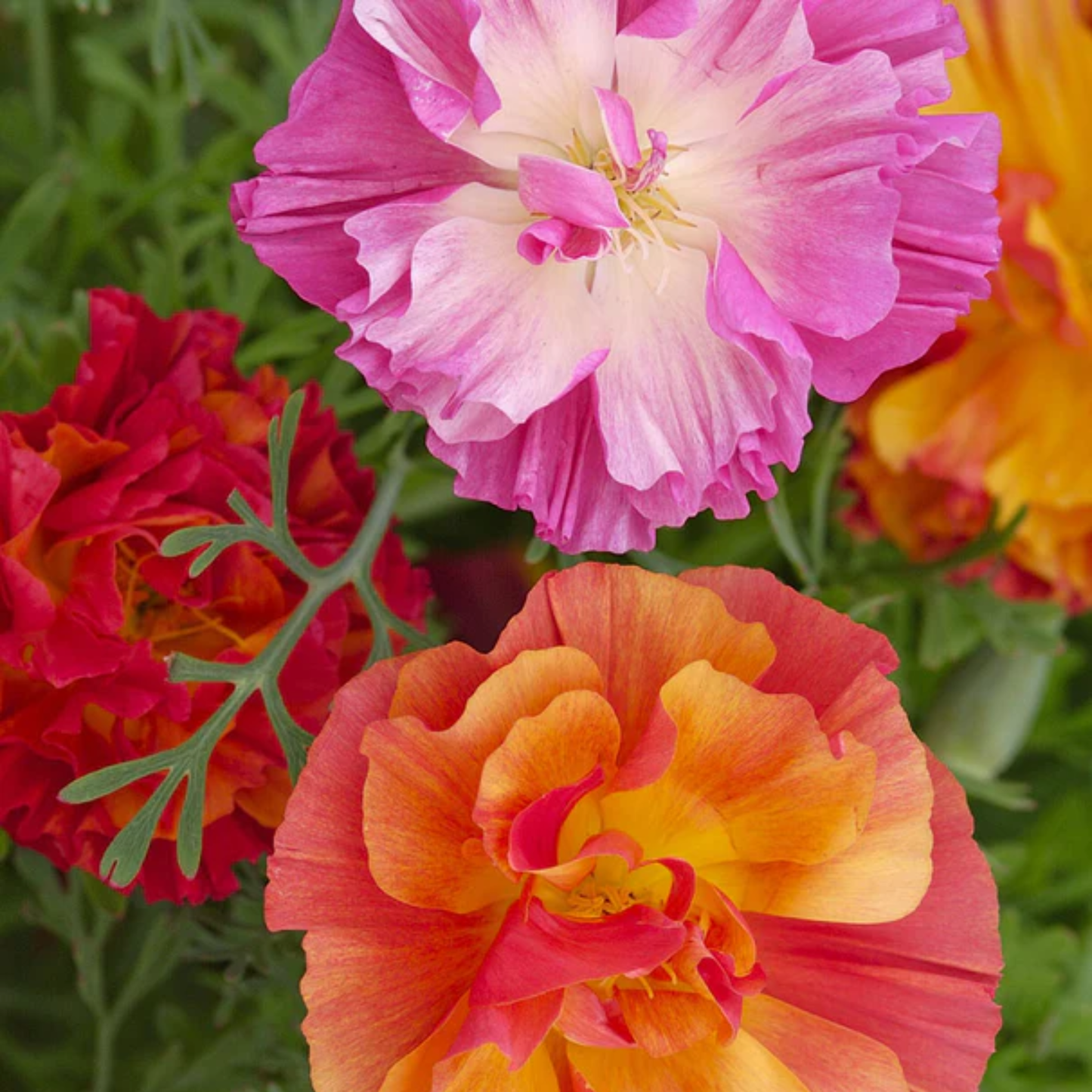 a close up of the brightly coloured flowers of a jelly bean California poppy
