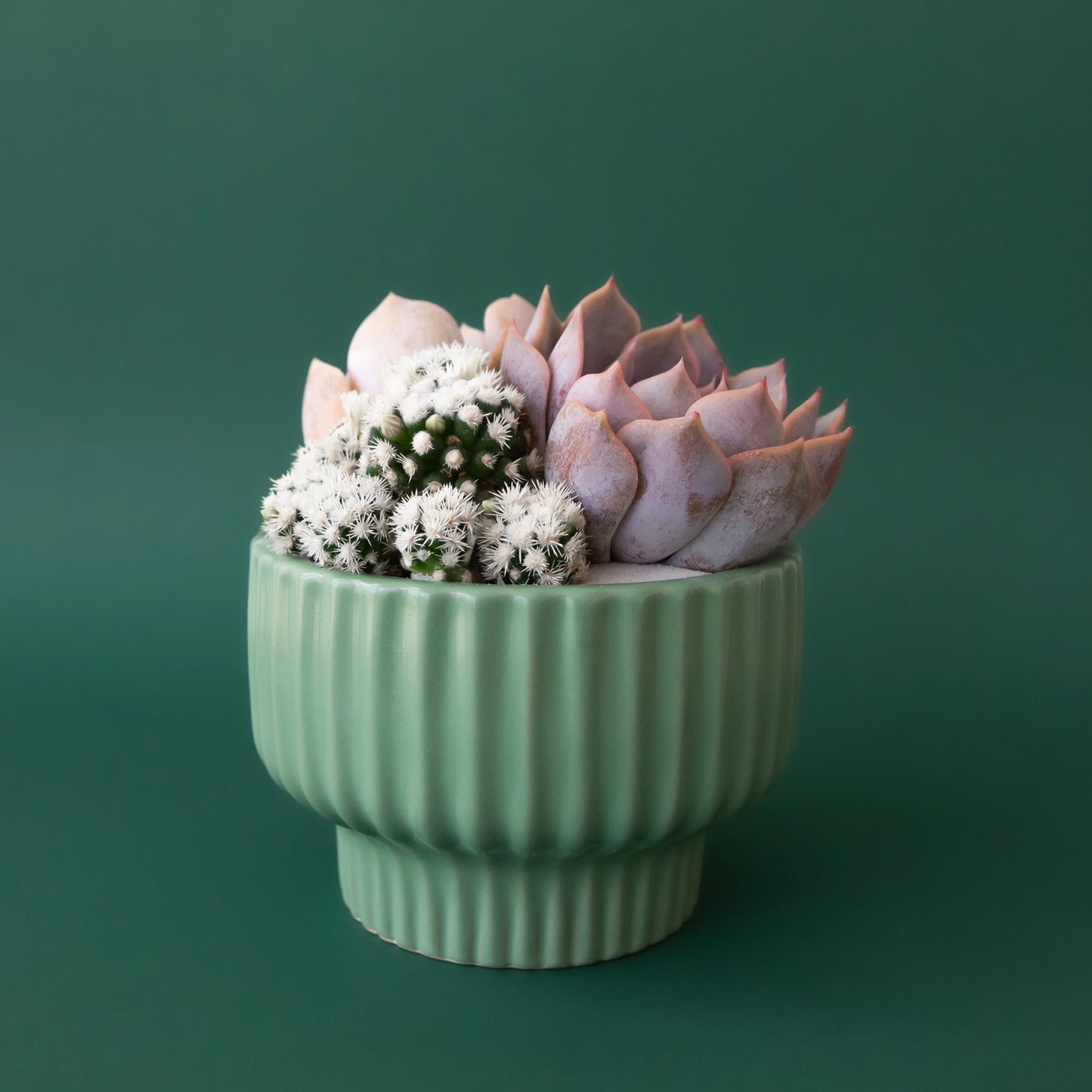 Plant Arrangement Workshop – Lethbridge