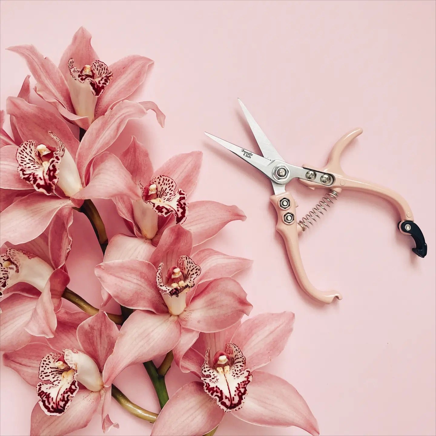 an open pair of pale pink pruning shears next to a pink orchis plant