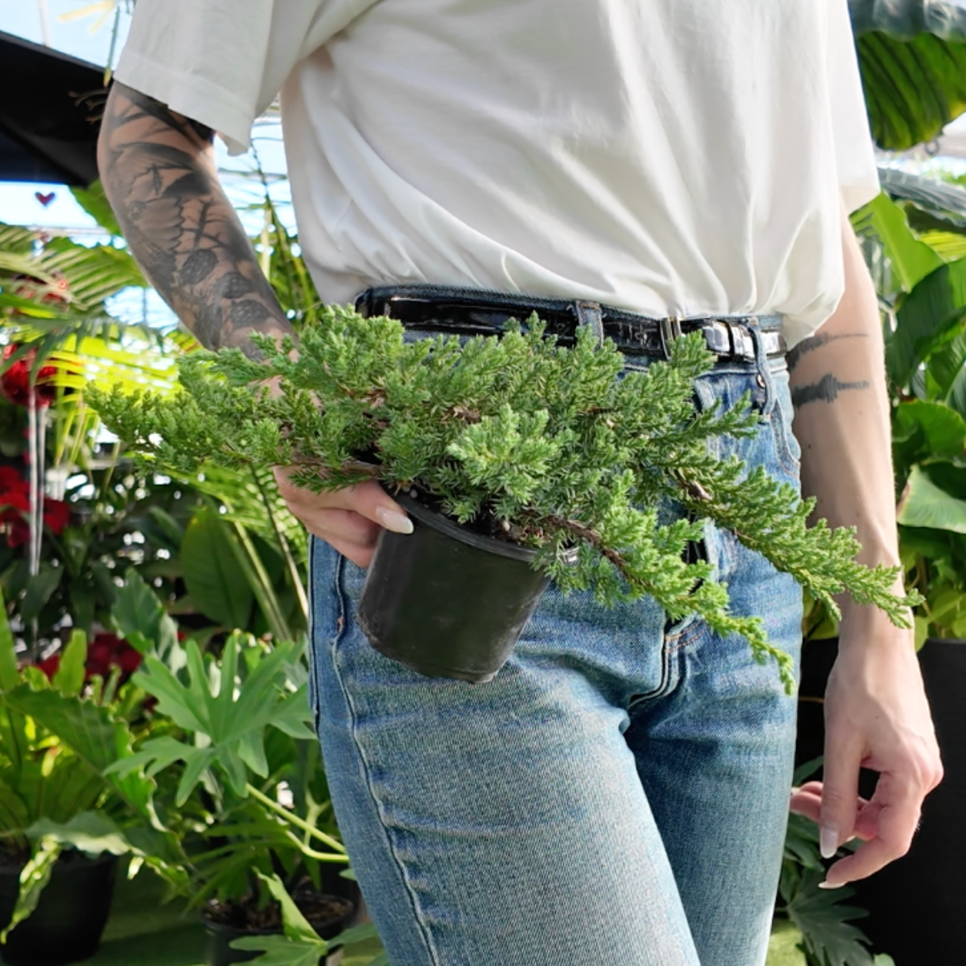 person holdin a potted juniper bonsai tree plant in a greenhouse setting