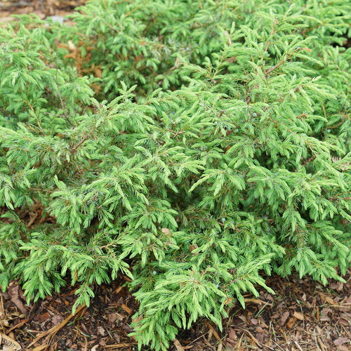 Tortuga™ Juniper (PW)