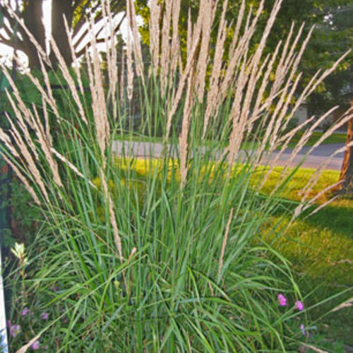 Foerster's Feather Reed Grass