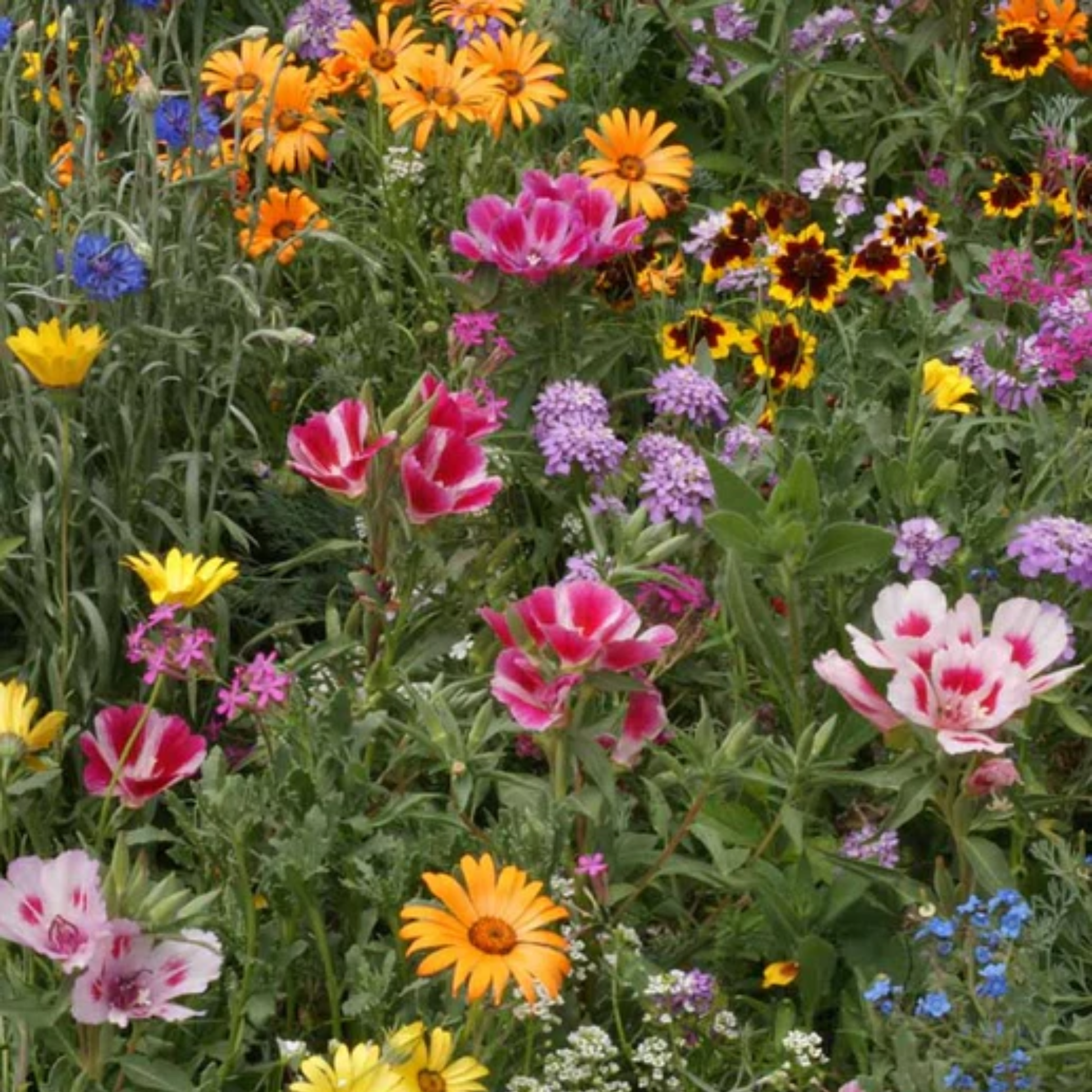 a field of brightly coloured knee high meadow flowers