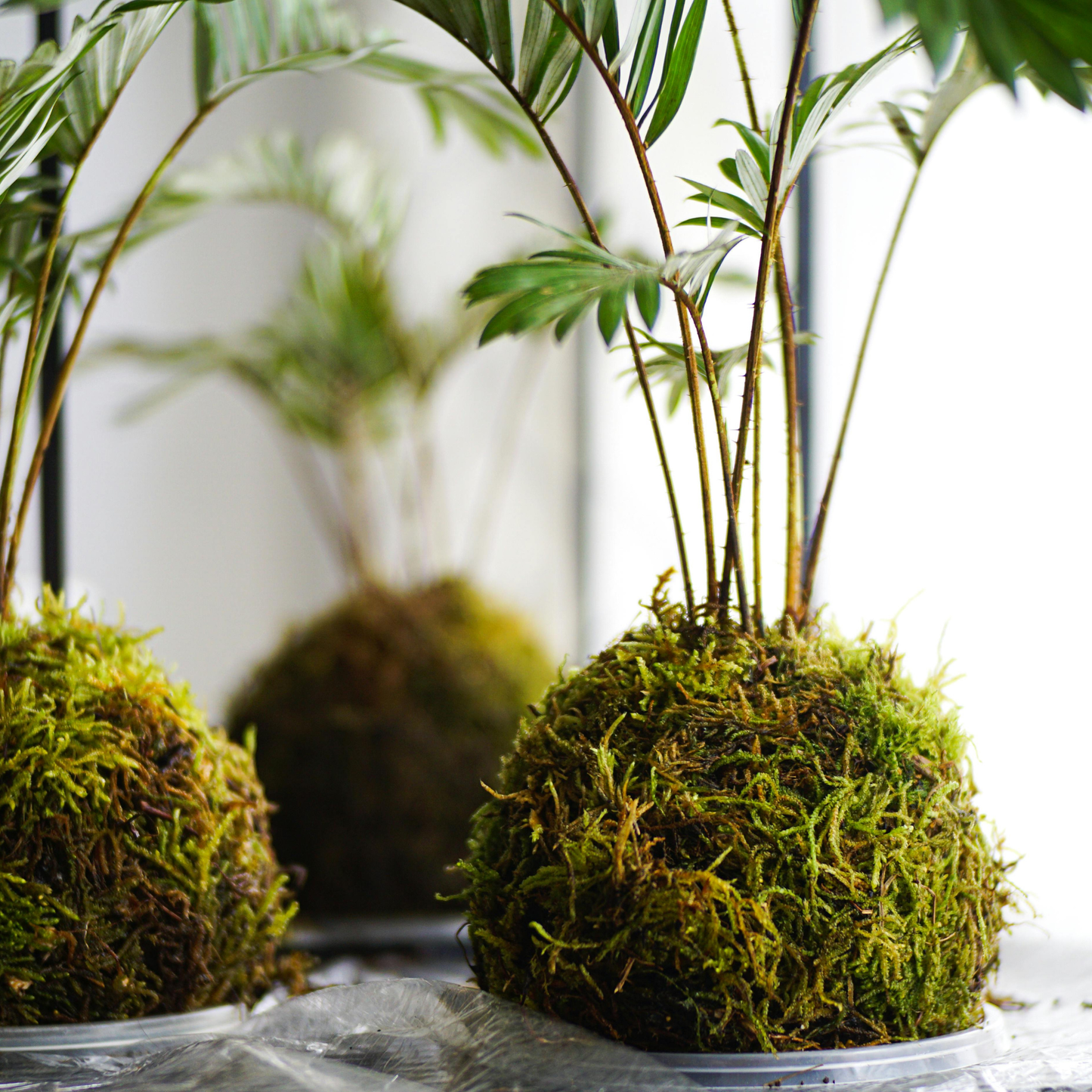 Three small kokedama plants wrapped in green moss and placed in clear plastic trays, arranged on a reflective surface with a softly blurred indoor background.