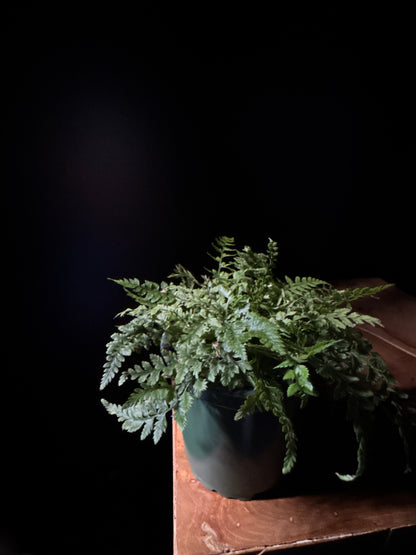 A potted Korean Rock Fern (Polystichum tsus-simense) with vibrant green foliage, placed on a wooden surface against a dark background.