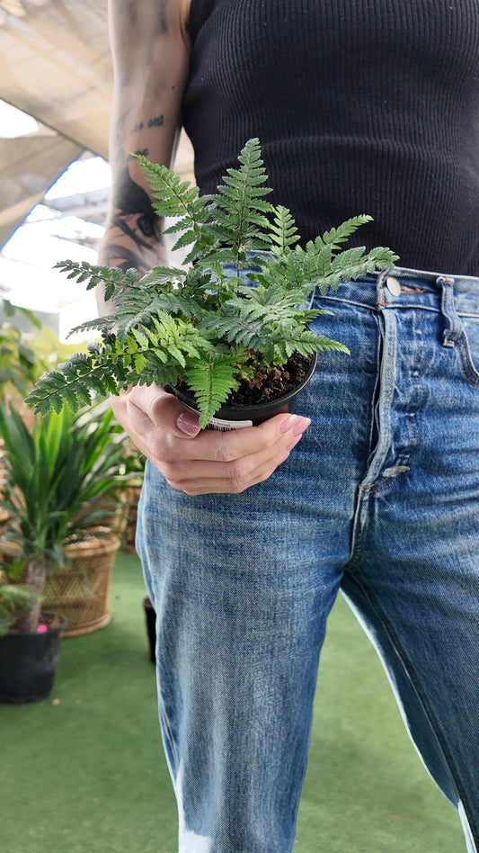 person holding a Korean rock fern in a greenhouse 