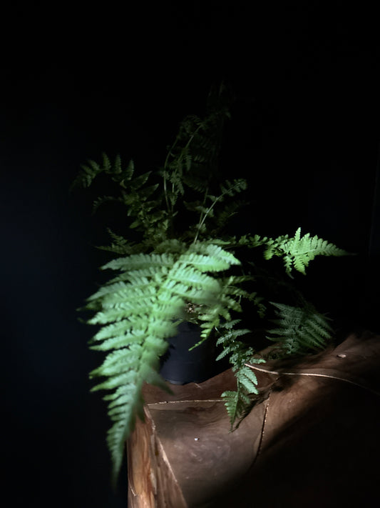 lady urn with large leaves resting on wooden surface against black background