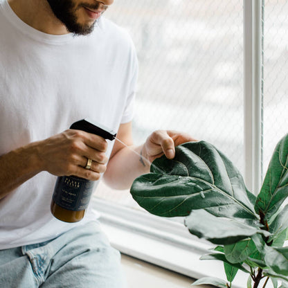 a person spreading a fiddle leaf fig with a bottle of plant elixir in a bright setting