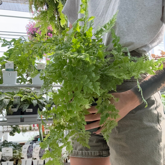 a person holding a potted leather leaf fern plant in a greenhouse setting