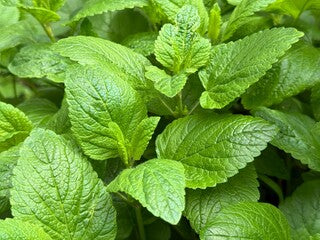 Close-up of green mint leaves