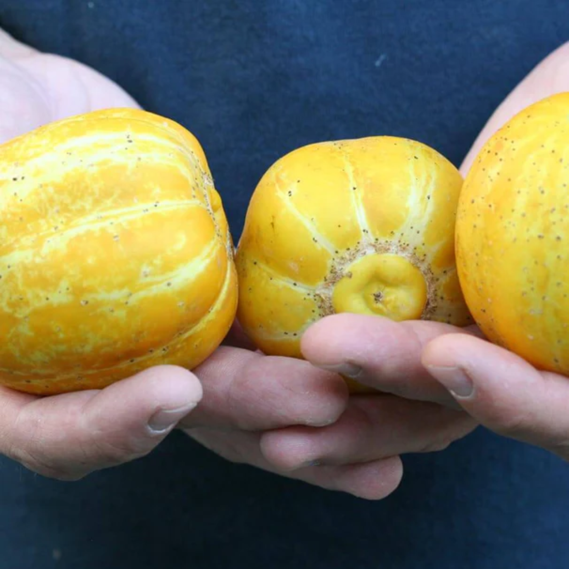 a pair of hands holding three bright yellow lemon cucumbers