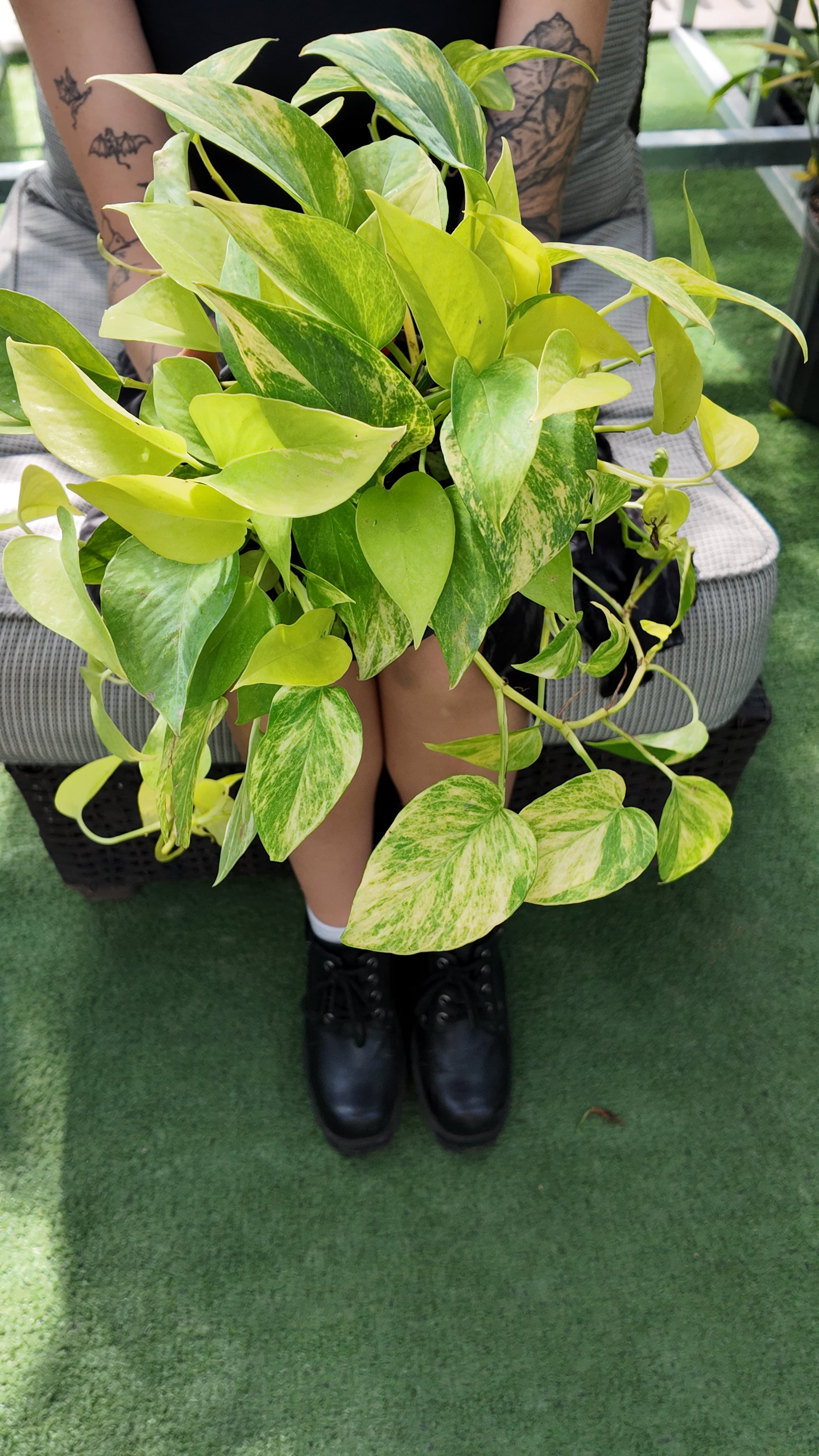 best pothos Pothos Lemon Top