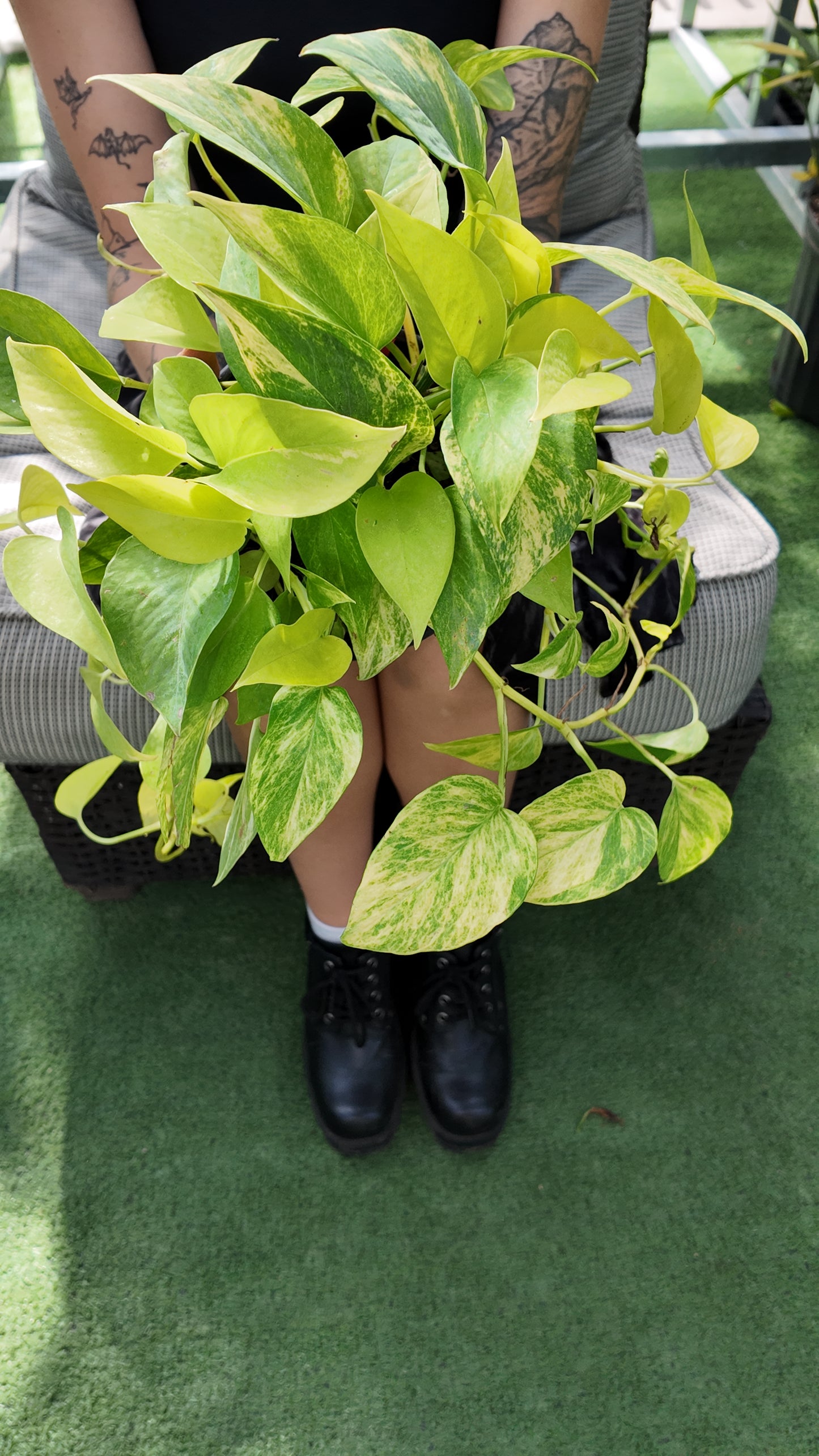 Person holding a potted pothos lemon top plant with green leaves on a green surface