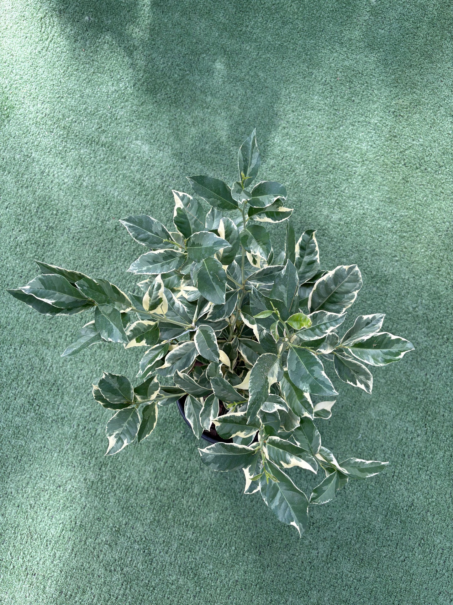 a variegated pink lemon tree plant from a top view on a green surface