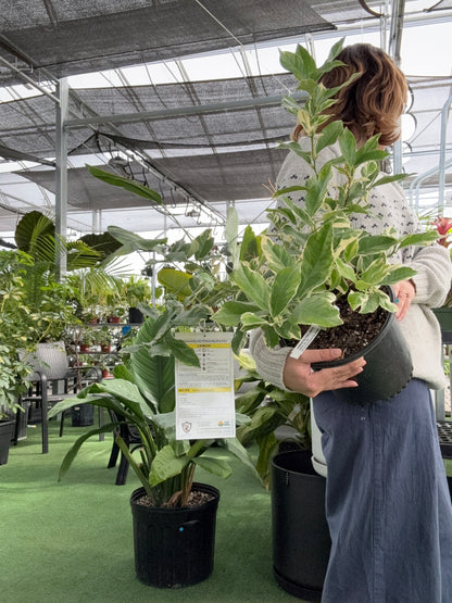 a person holding a potted lemon tree plant in a greenhouse setting
