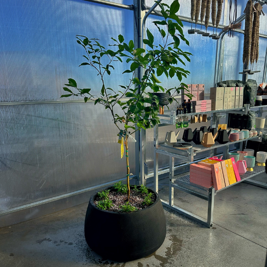 Lemon Tree arrangement (Includes Pot)