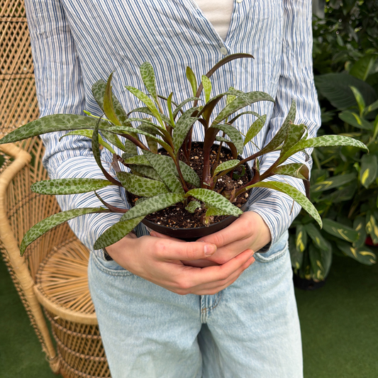 a person holding a potted leopard lily plant in a greenhouse setting