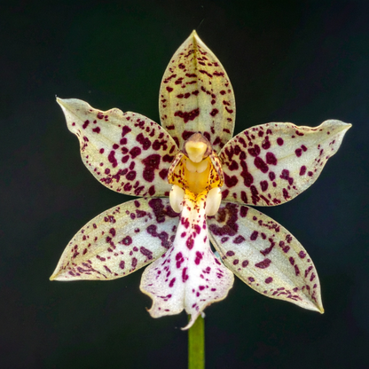 a leopard lily flower with yellow petals speckled with red speckles against a dark background