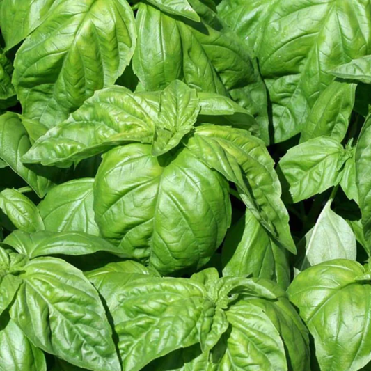 a close up of the bright green leaves of lettuce leaf basil plant