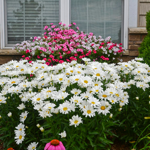 Amazing Daisies® Daisy May® Shasta Daisy (PW)