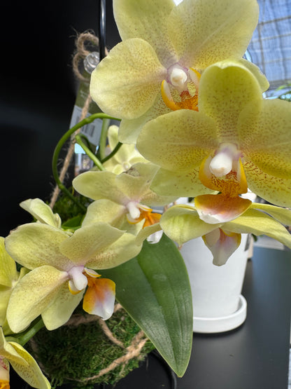 Close-up of a yellow orchid with green leaves.