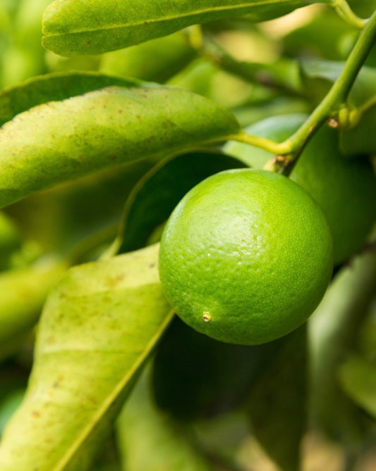 Green lime fruit on a branch with leaves