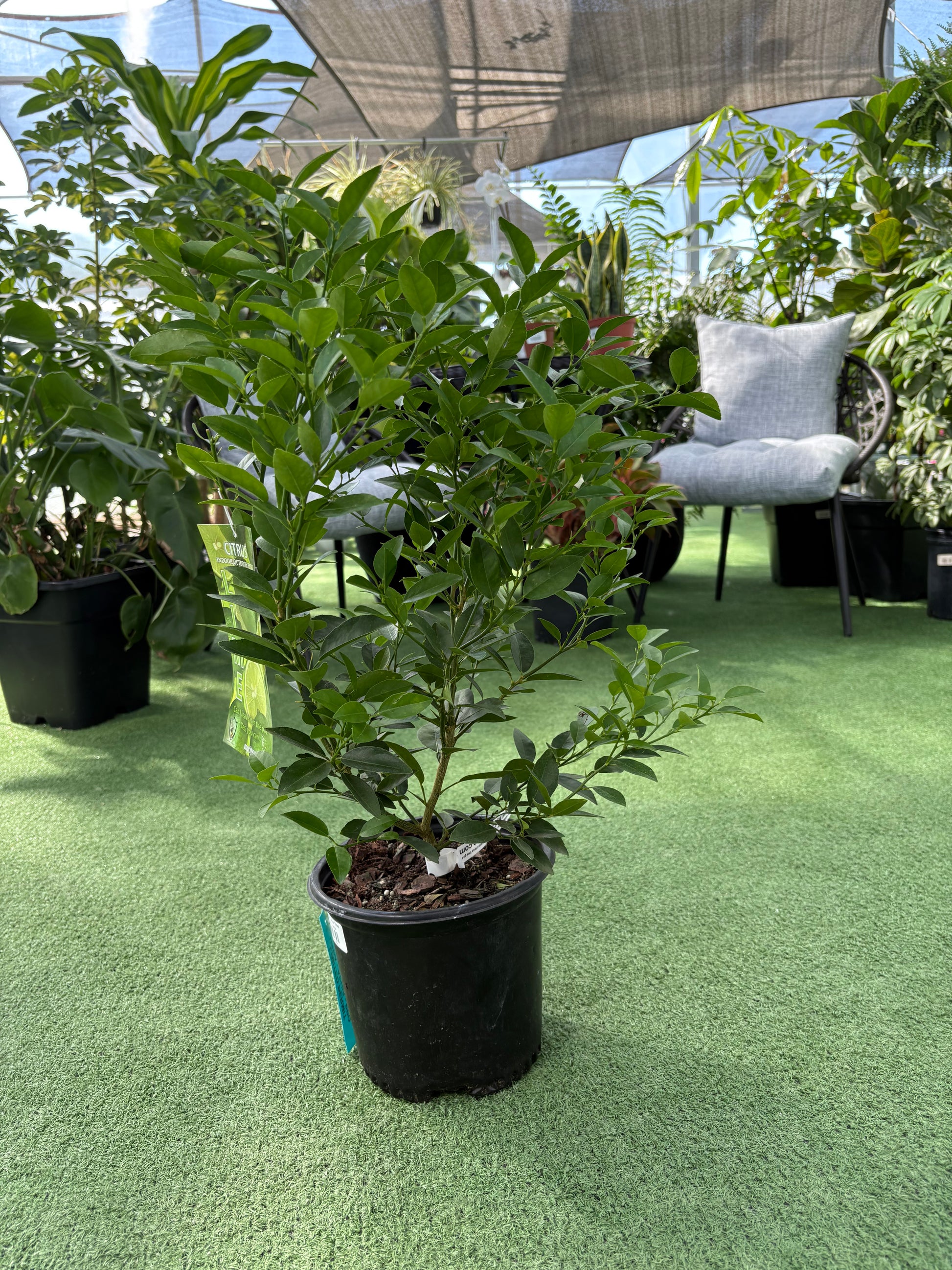Potted plant on a green surface with outdoor furniture in the background