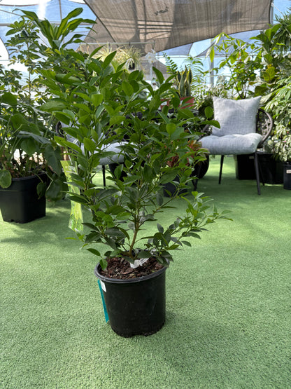 Potted plant on a green surface with outdoor furniture in the background