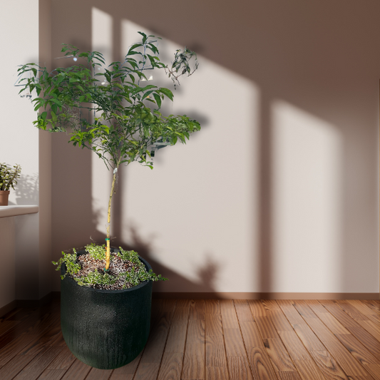 Lime Tree Arrangement (Pot Included)